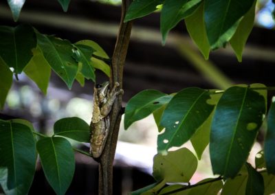 A frog in our Founder's Garden