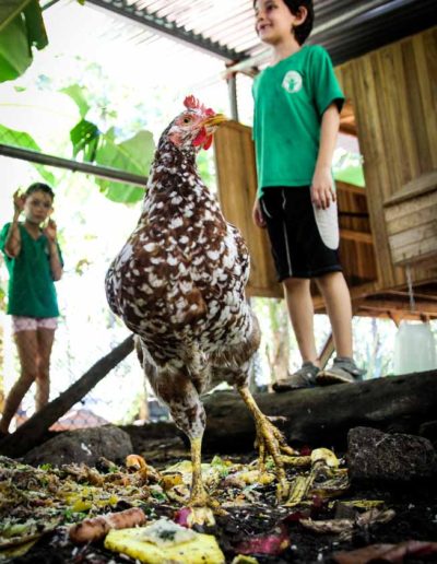 2do grado alimenta a las gallinas